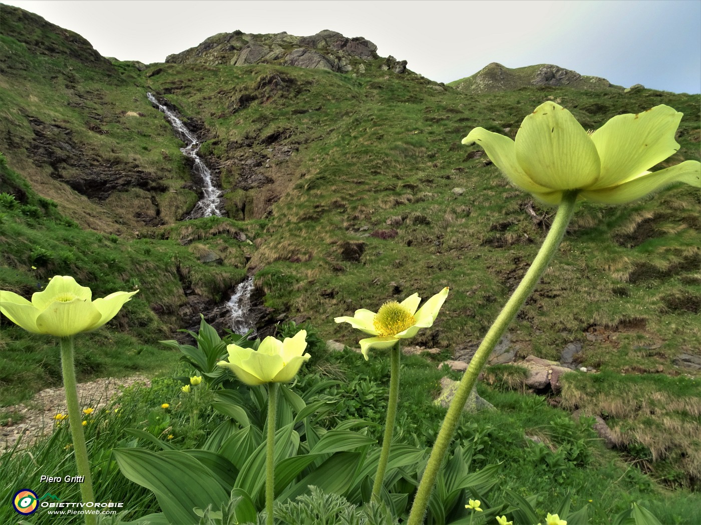 87 Anemoni sulfurei ( Pulsatilla alpina sulphurea) sul sent. 109A.JPG